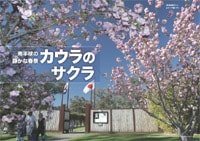 カウラ特集記事