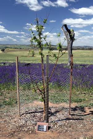 cowra07 904