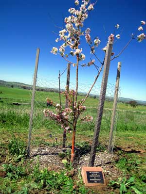 cowra08 03