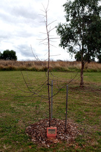 cowra12 932