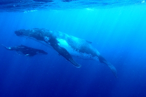トンガのクジラ