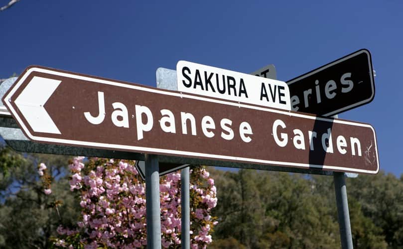 カウラの桜