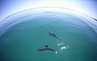 IECポートスティーブンス【海】エコツアー ~野生のイルカと 大砂丘サファリ、 ブリュワリー・動物園訪問~