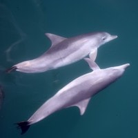 portstephens umieco